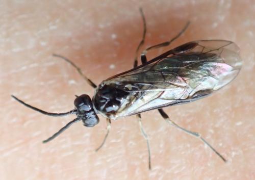 Empria sp.